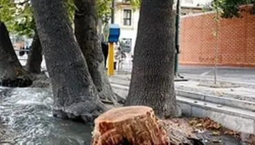 شهرداری درختان خشکیده را قطع نکند