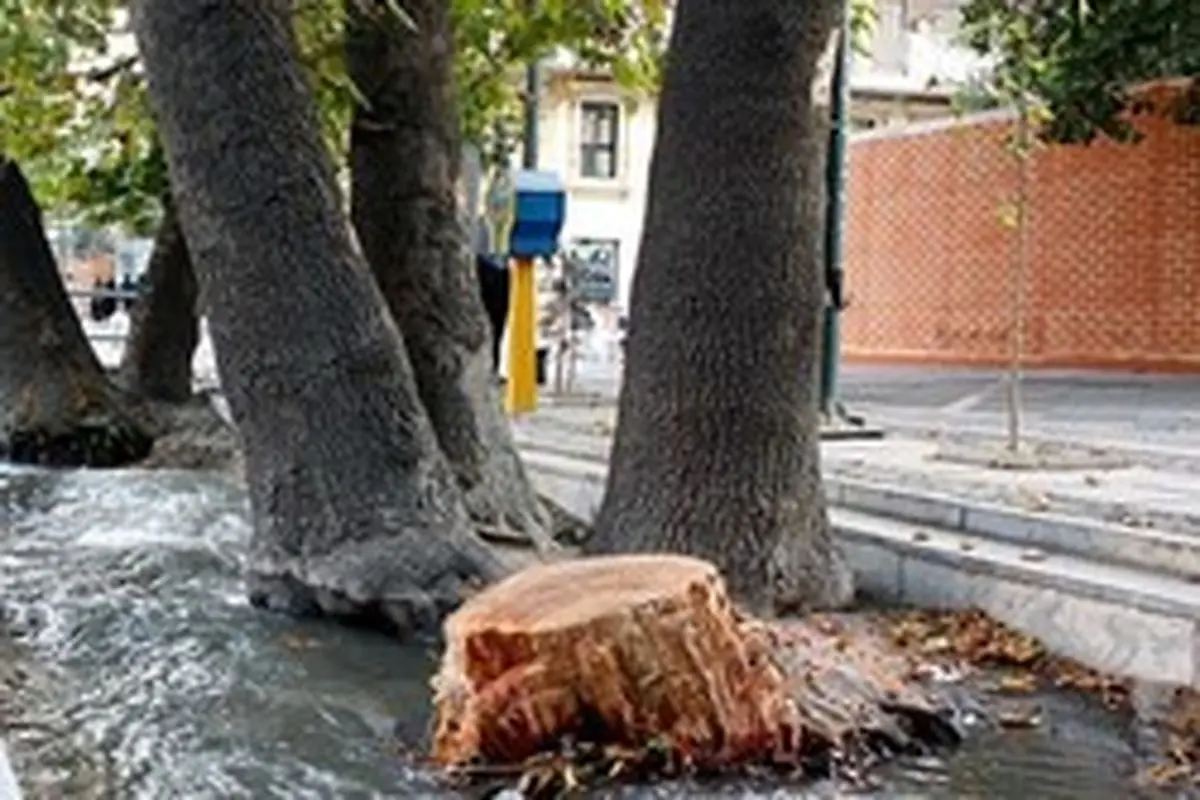 شهرداری درختان خشکیده را قطع نکند