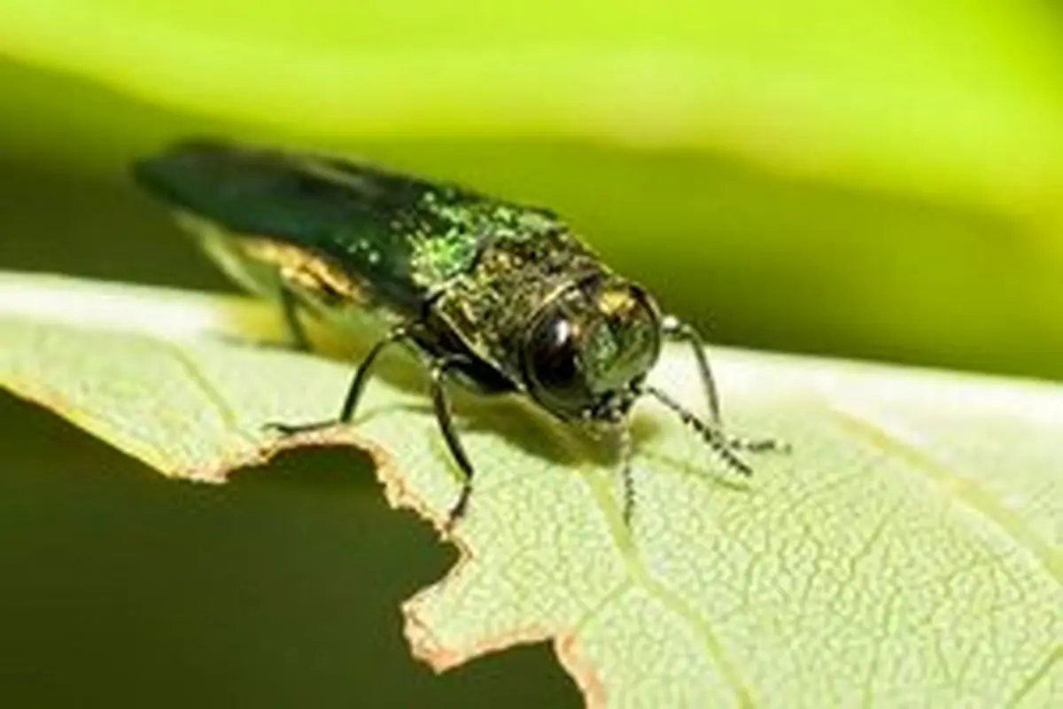 حشرات موذی به اندازه انسان‌ها گرمایش زمین را تسریع می‌کنند