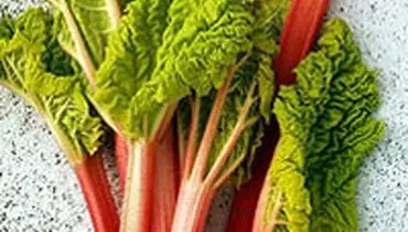 خواص باورنکردنی ریواس
