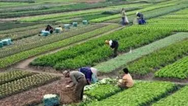 می‌گویند دهقانی و چوپانی در شأن تحصیل‌کرده‌ها نیست