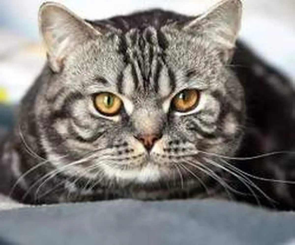 خانه‌های لوکس برای گربه‌ها +عکس