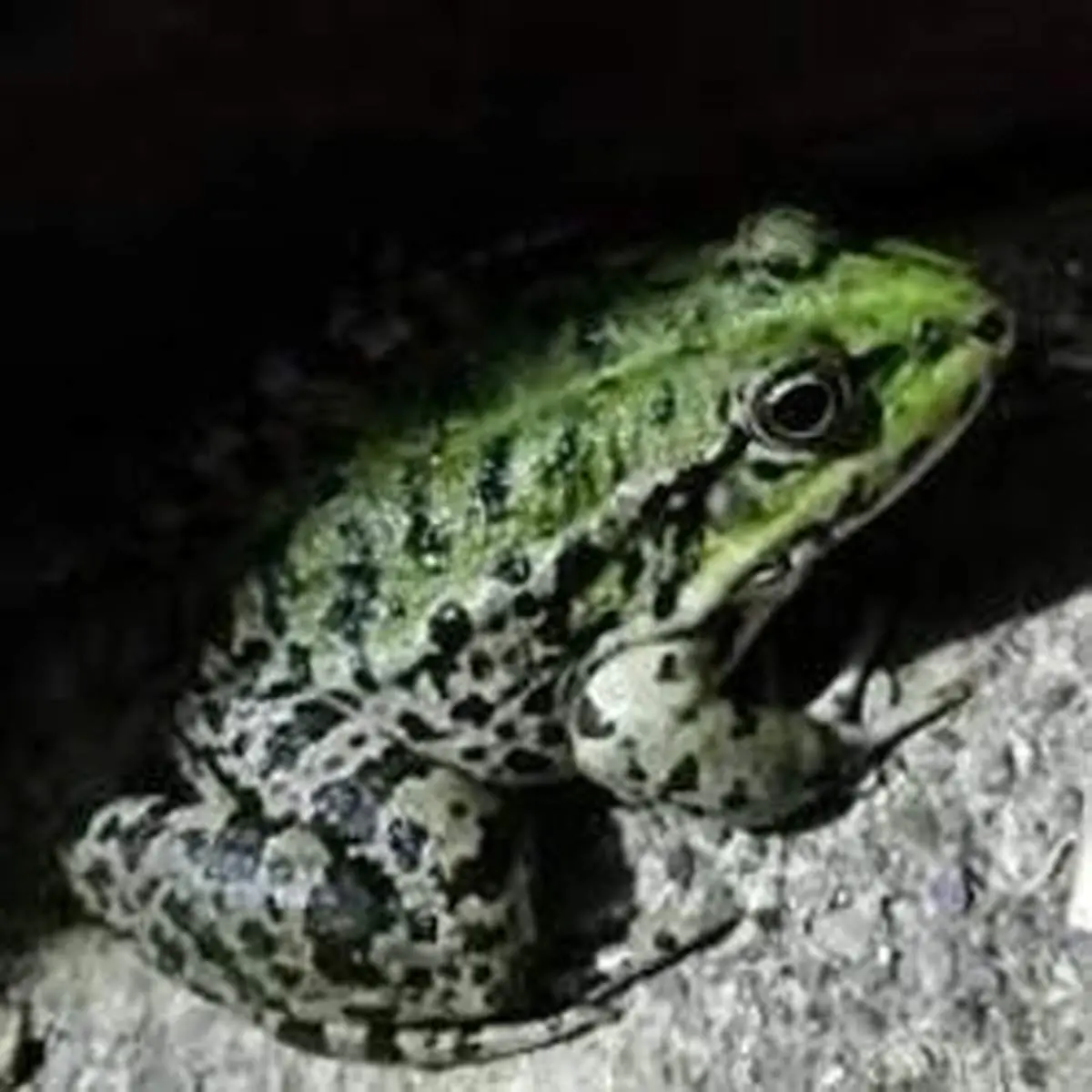 تکذیب جمعآوری قورباغه برای کباب کوبیده در فارس