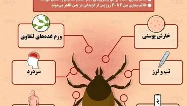 اینفوگرافی| بیماری لایم و علائم آن را بشناسید