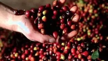 ۱۰ تولیدکننده برتر قهوه در جهان را بشناسید