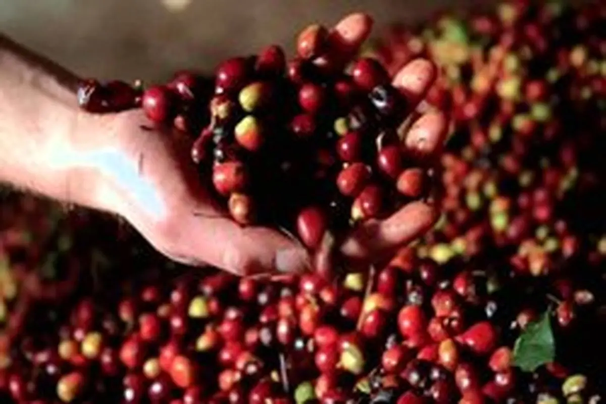 بزرگترین تولیدکنندگان دانه قهوه جهان کدامند؟