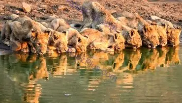 تصویر شگفت انگیز از لحظه آب خوردن دسته جمعی شیر‌ها