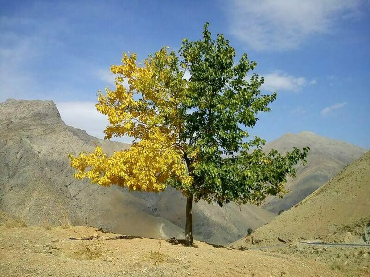 عکس/درختی که یک طرفش تابستان و یک طرفش پاییز است