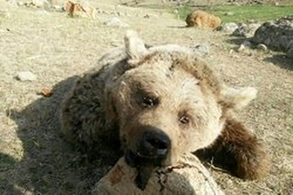 زنده گیری خرس در زیارت گلستان/ توله نر به تهران منتقل شد