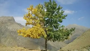 درختی که هم نشانه تابستان دارد و هم پاییز+عکس