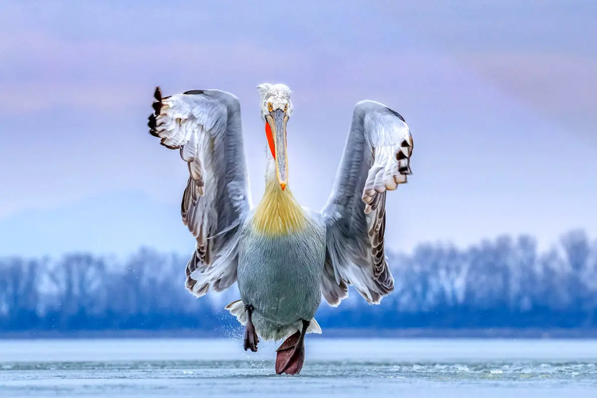برترین‎ عکس‎های مسابقه عکاسی از پرندگان ۲۰۱۹