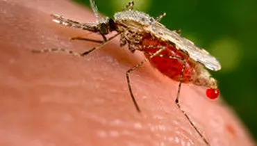 امکان ریشه‌کنی مالاریا در آینده نزدیک وجود ندارد