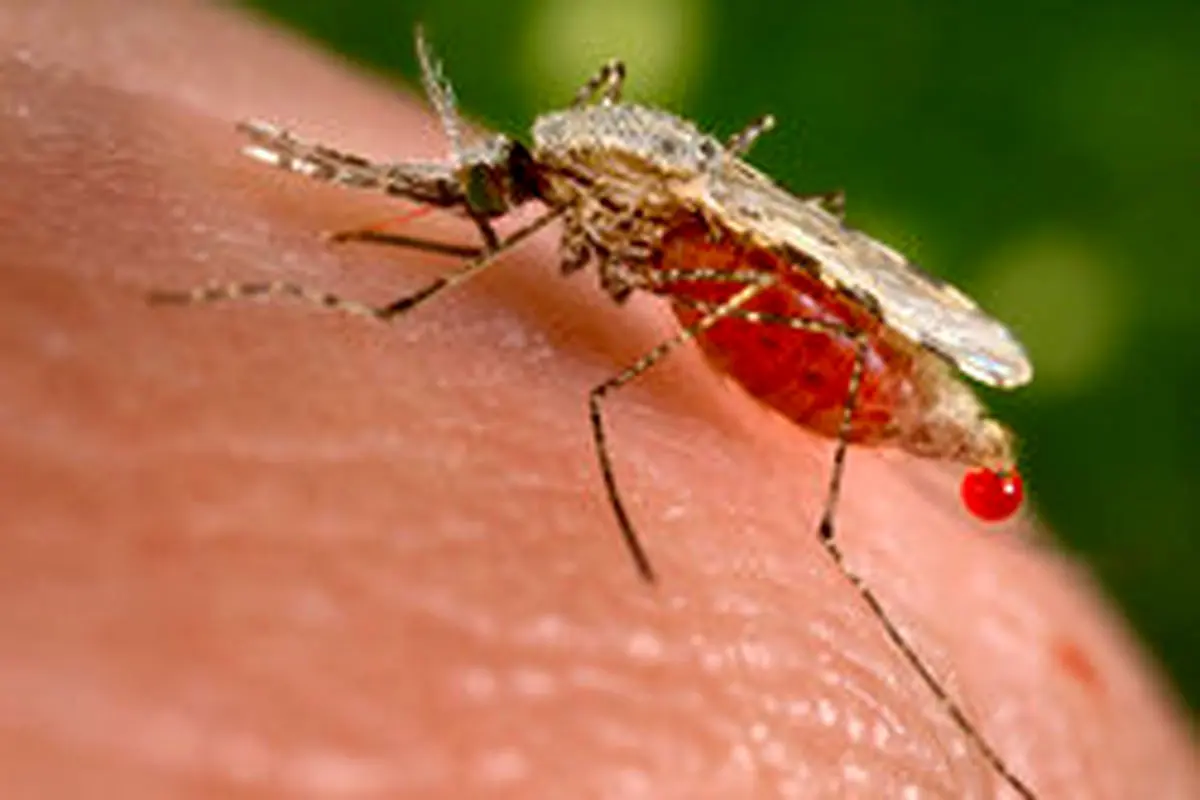 امکان ریشه‌کنی مالاریا در آینده نزدیک وجود ندارد