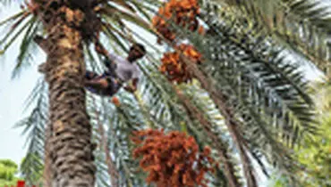 آیین سنتی مغ و مشتا در میناب