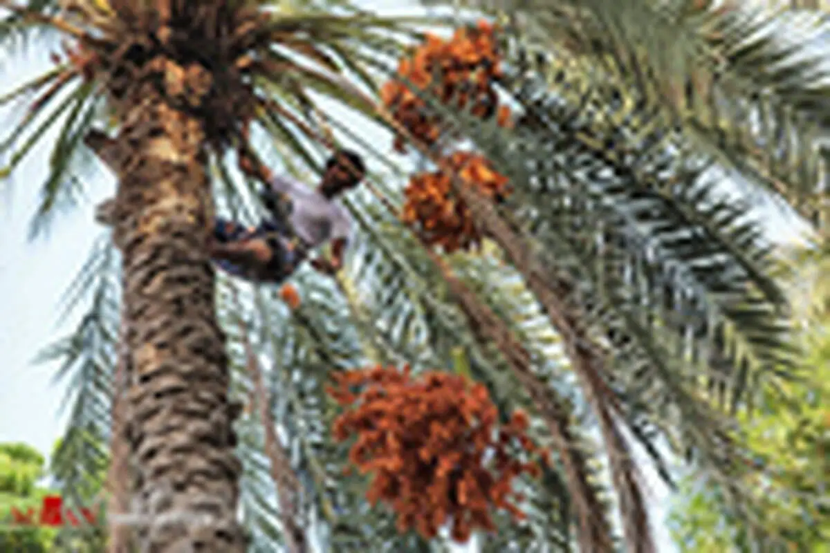 آیین سنتی مغ و مشتا در میناب