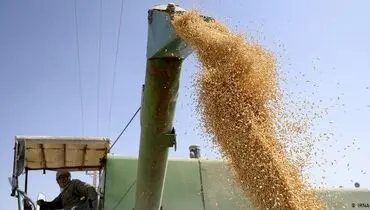 تکذیب ماجرای توزیع گندم مخلوط با فضولات!