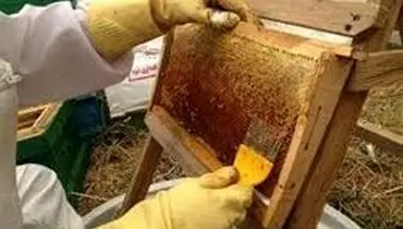 عسل تقلبی کیلویی ۱۱۰ هزار تومان