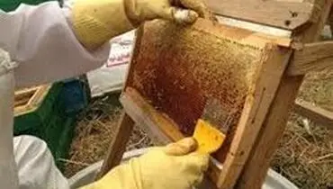 عسل تقلبی کیلویی ۱۱۰ هزار تومان