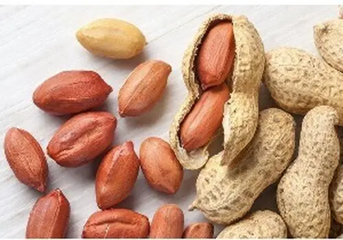 راهکار ساده‌ای که به درمان آلرژی بادام‌زمینی کمک می‌کند