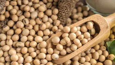 سویا سرطان زاست؟