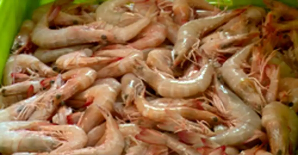 چین به جای عربستان از ایران میگو وارد میکند