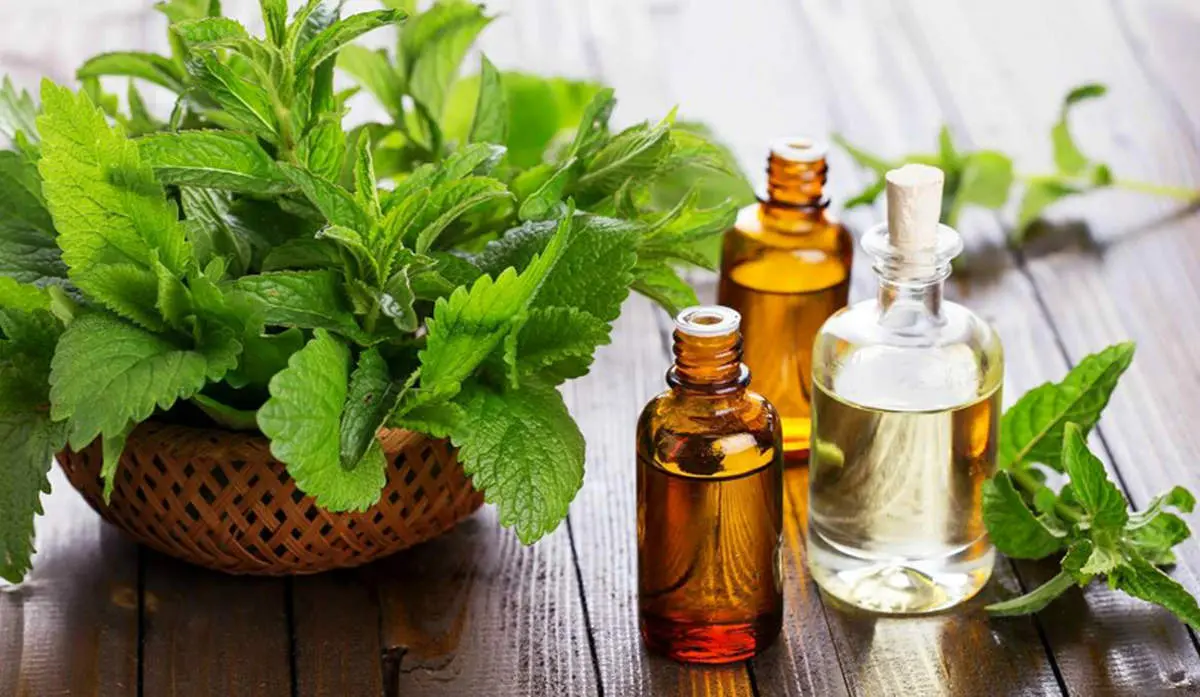 با خواص شگفت انگیز روغن نعناع آشنا شوید