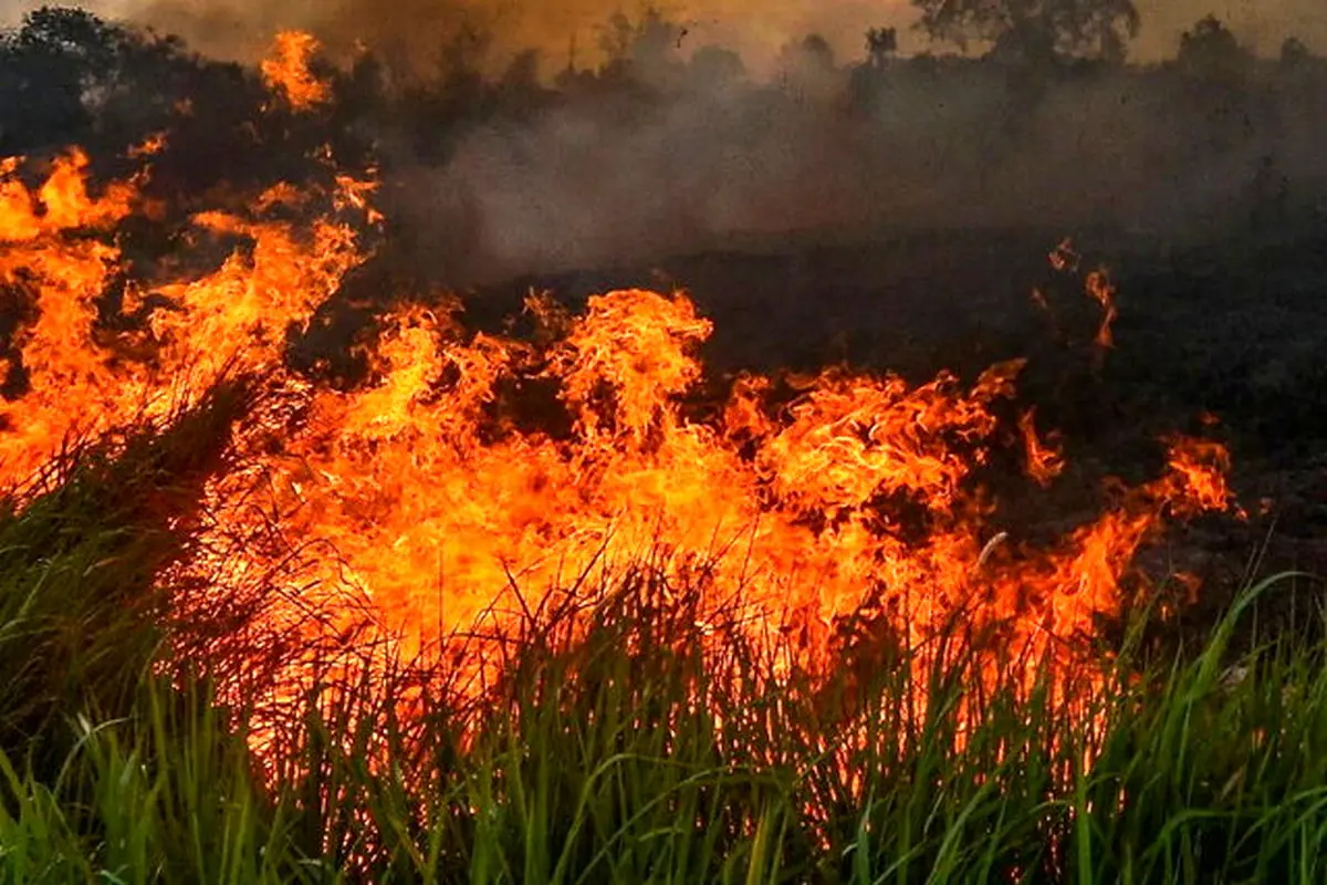 فیلم/پیوستن رئیس جمهور بولیوی برای خاموش کردن آتش سوزی در آمازون