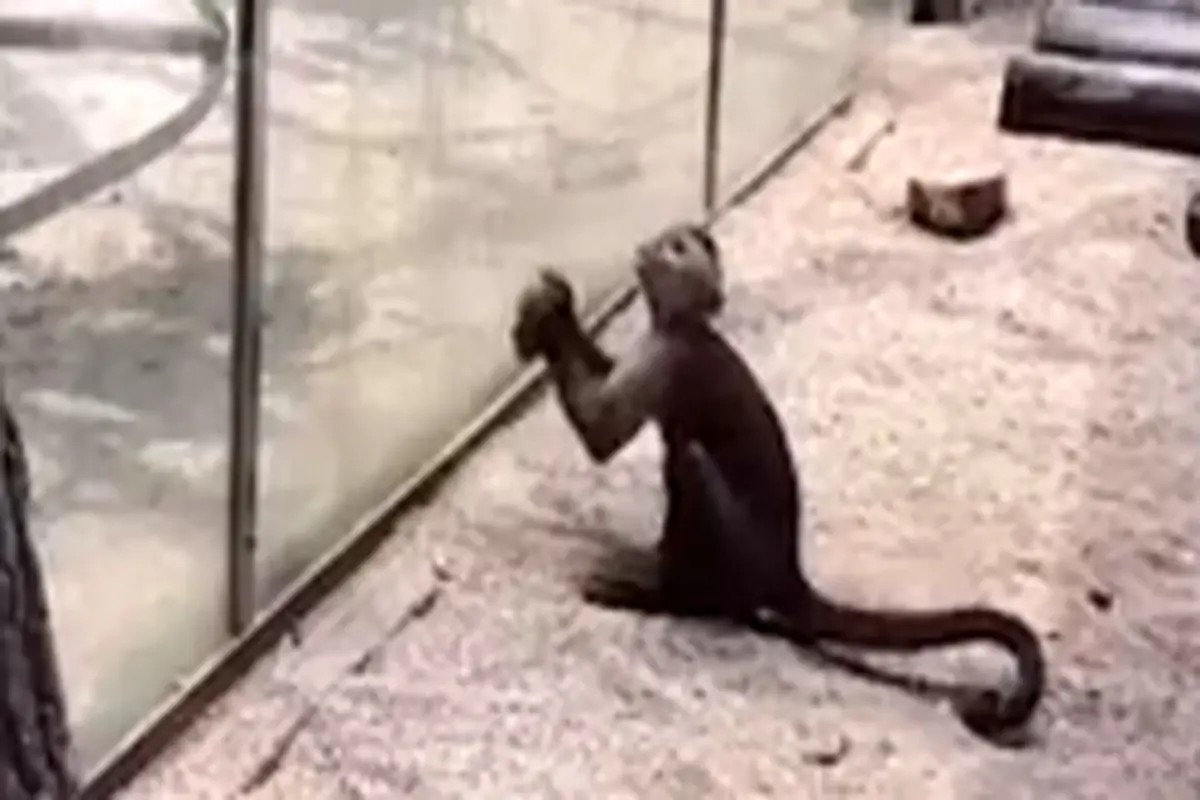 روش عجیب یک میمون برای فرار از باغ وحش