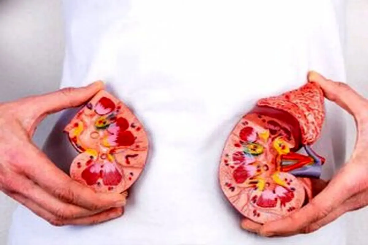 خوراکیهایی که سلامت کلیههای شما را تضمین میکند