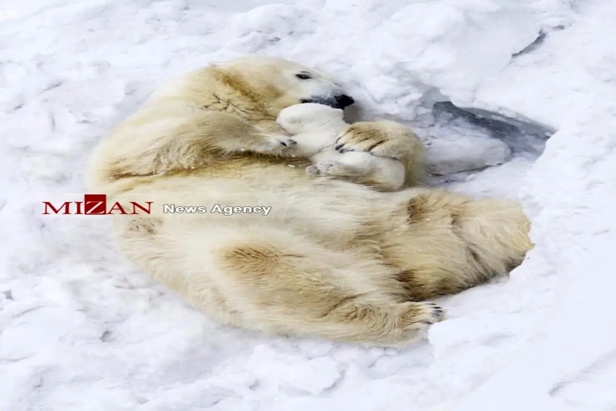 عشق یک خرس قطبی مادر به همراه توله اش+عکس