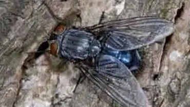 مگس‎ها به پاکستان هجوم آوردند