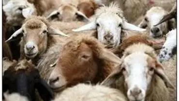 قیمت دام زنده برای تاسوعا و عاشورا