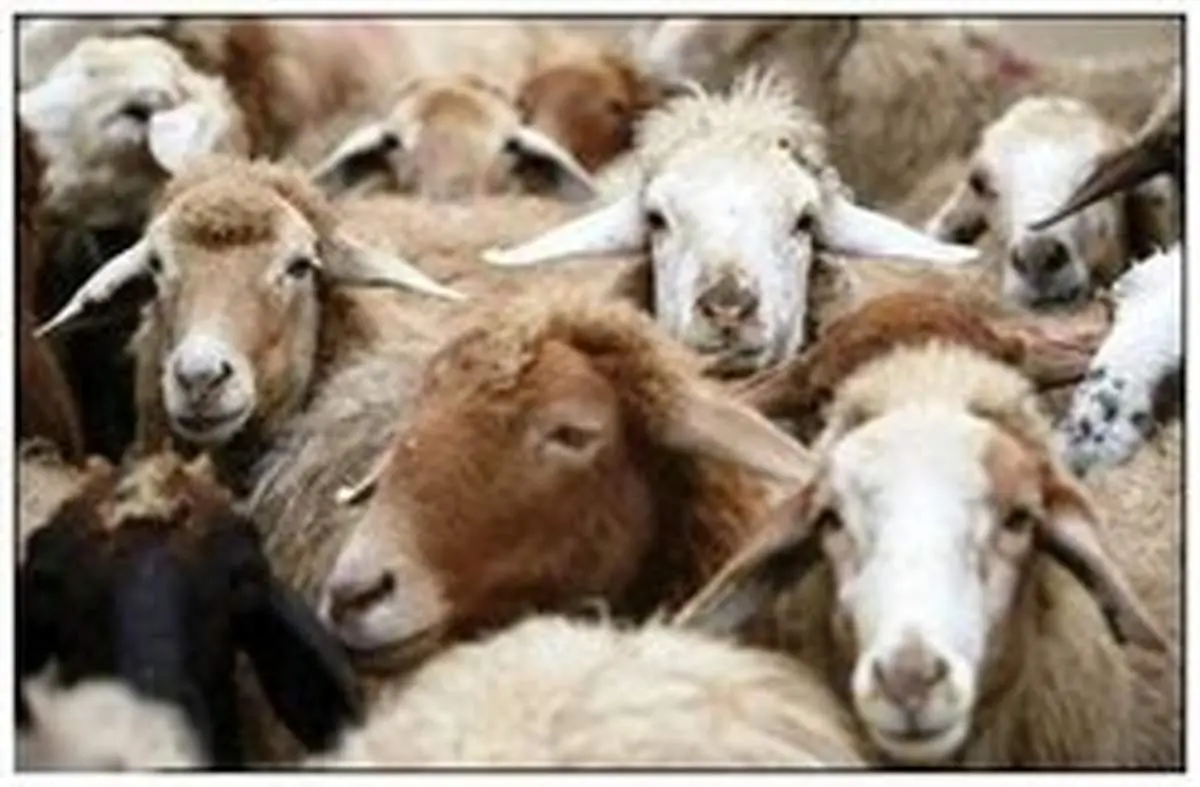قیمت دام زنده برای تاسوعا و عاشورا
