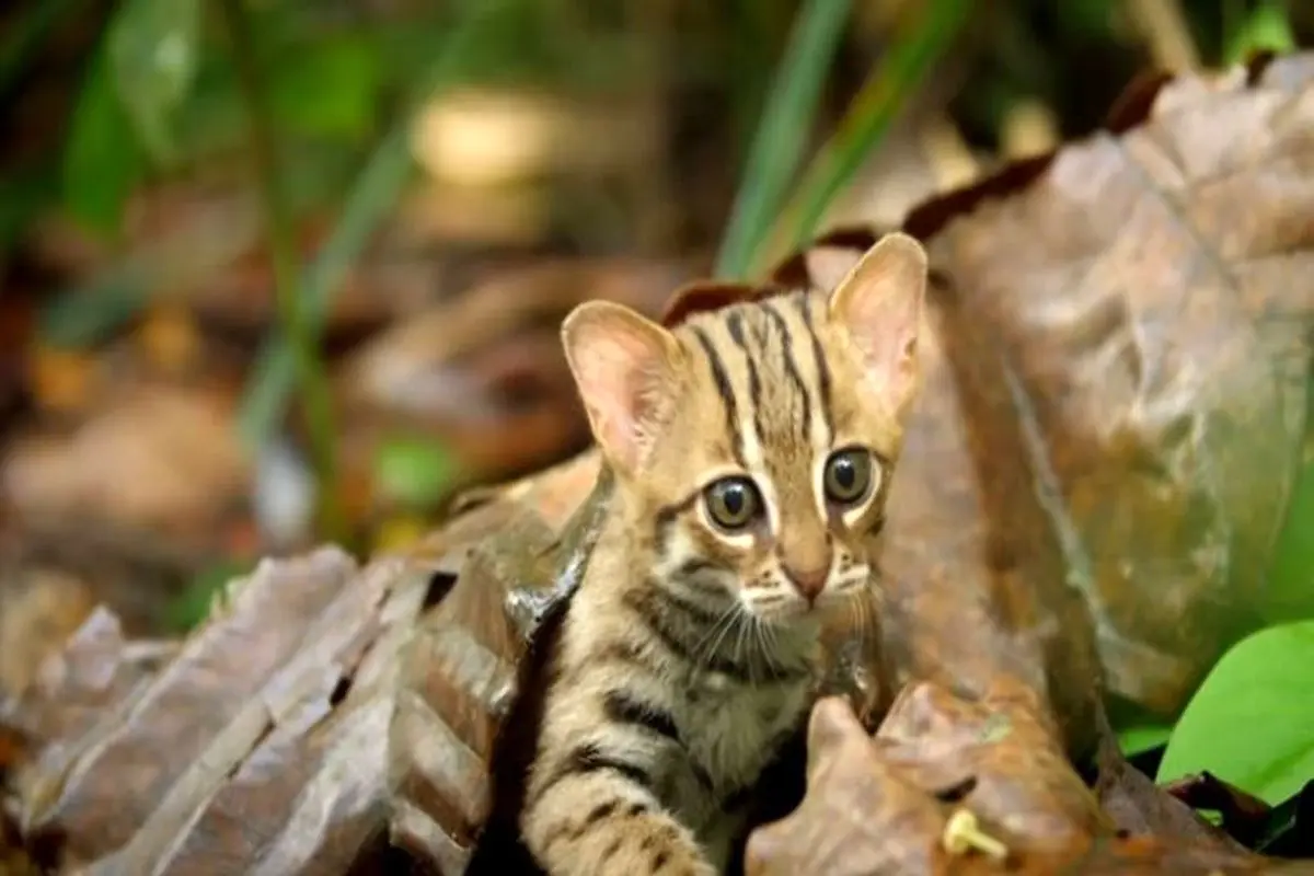 ویدیوتیتر/کوچک‌ترین گربه جهان را بشناسیم!