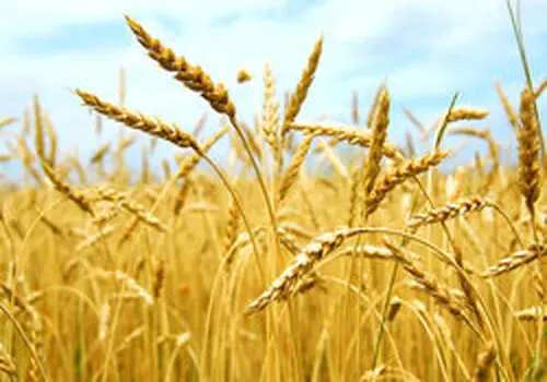 قیمت تعیین شده گندم از قیمت وارداتی بیشتر است