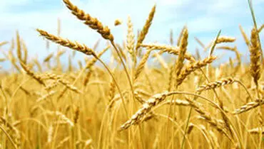 ارائه قیمت پیشنهادی گندم