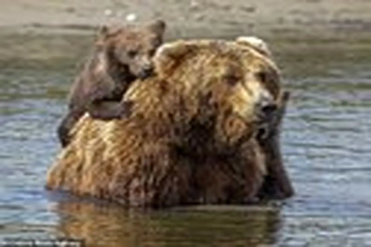 سواری گرفتن دو توله خرس از مادرشان در آلاسکا