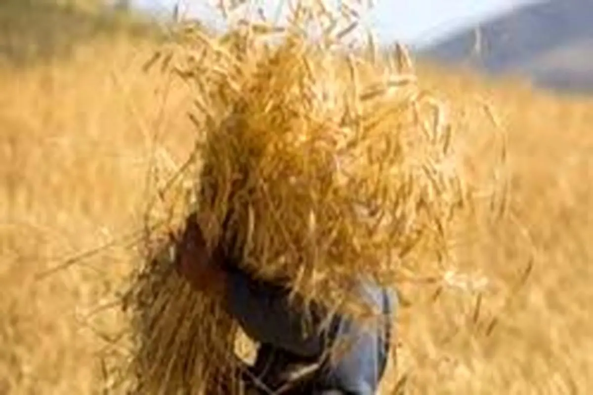 سازمان استاندارد ایران وجود ضایعات در گندم را تایید کرد