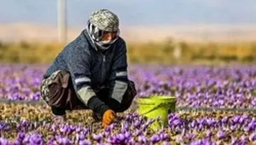 چرا قیمت زعفران نصف شد؟