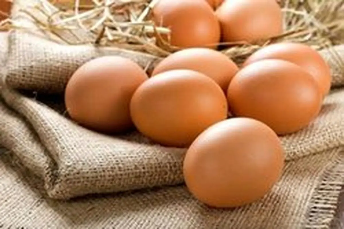 تخم مرغ در مسیر ارزانی به کیلویی ۵ هزار و ۶۰۰ رسید