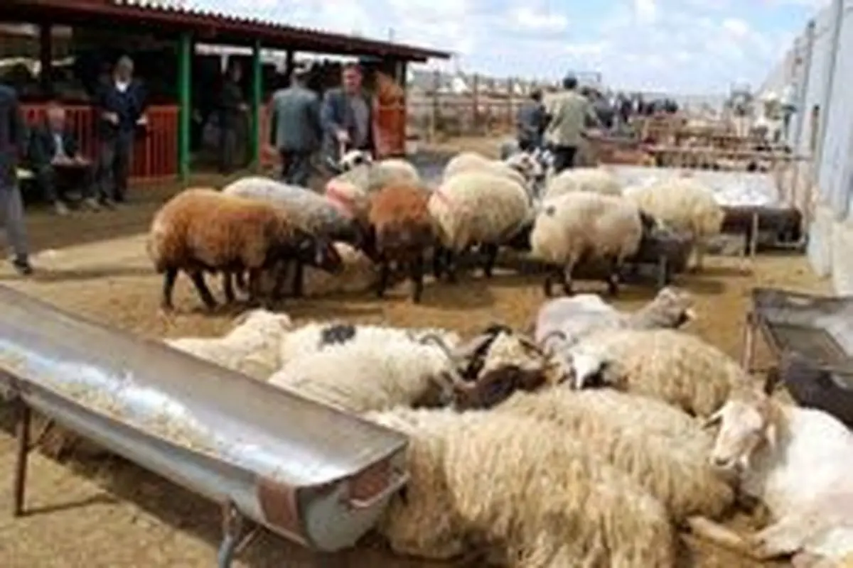 مدیر عامل اتحادیه دامداران:دلالان اجازه کاهش قیمت گوشت را نمی دهند