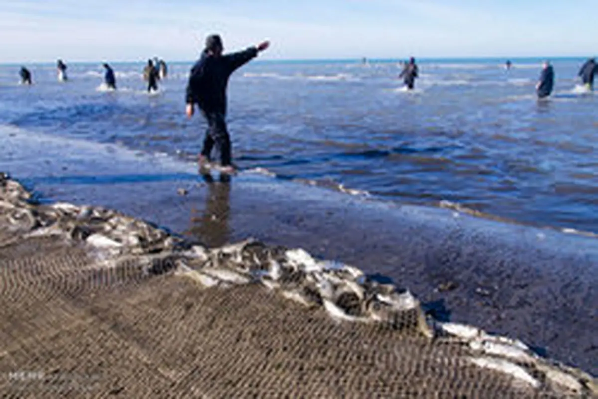 صید ماهیان استخوانی دریای خزر ۱۵ مهر آغاز می شود