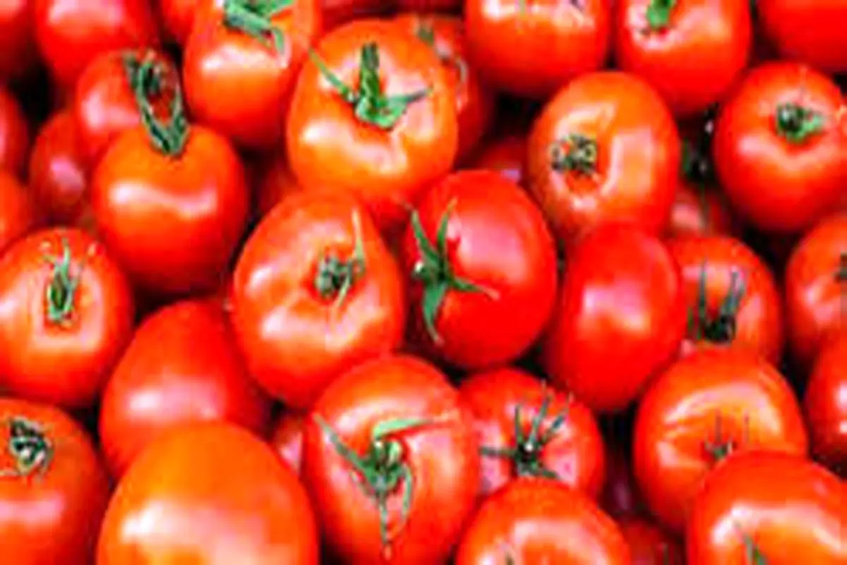 قیمت رب گوجه در بازار تغییری نداشته است
