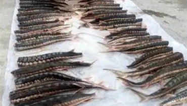 توافق ایران و روسیه: ممنوعیت صید ماهی خاویار خزر تمدید شد