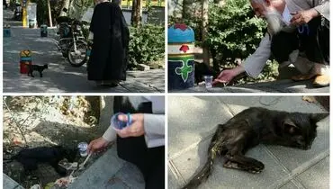 کمک یک روحانی به گربه بیمار و گرسنه +عکس