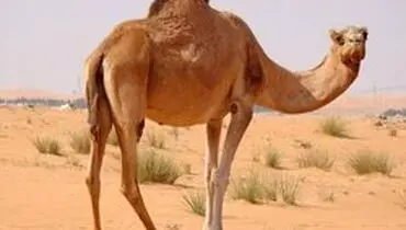 گوشت شتر، برنامه جدید برای خوراک ارزان مردم