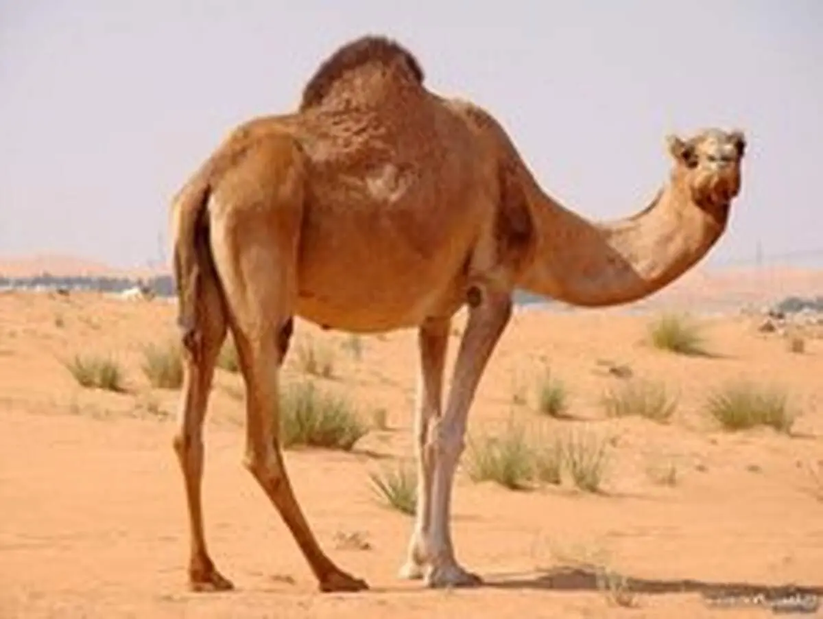 گوشت شتر، برنامه جدید برای خوراک ارزان مردم