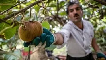 صادرات کیوی آزاد شد