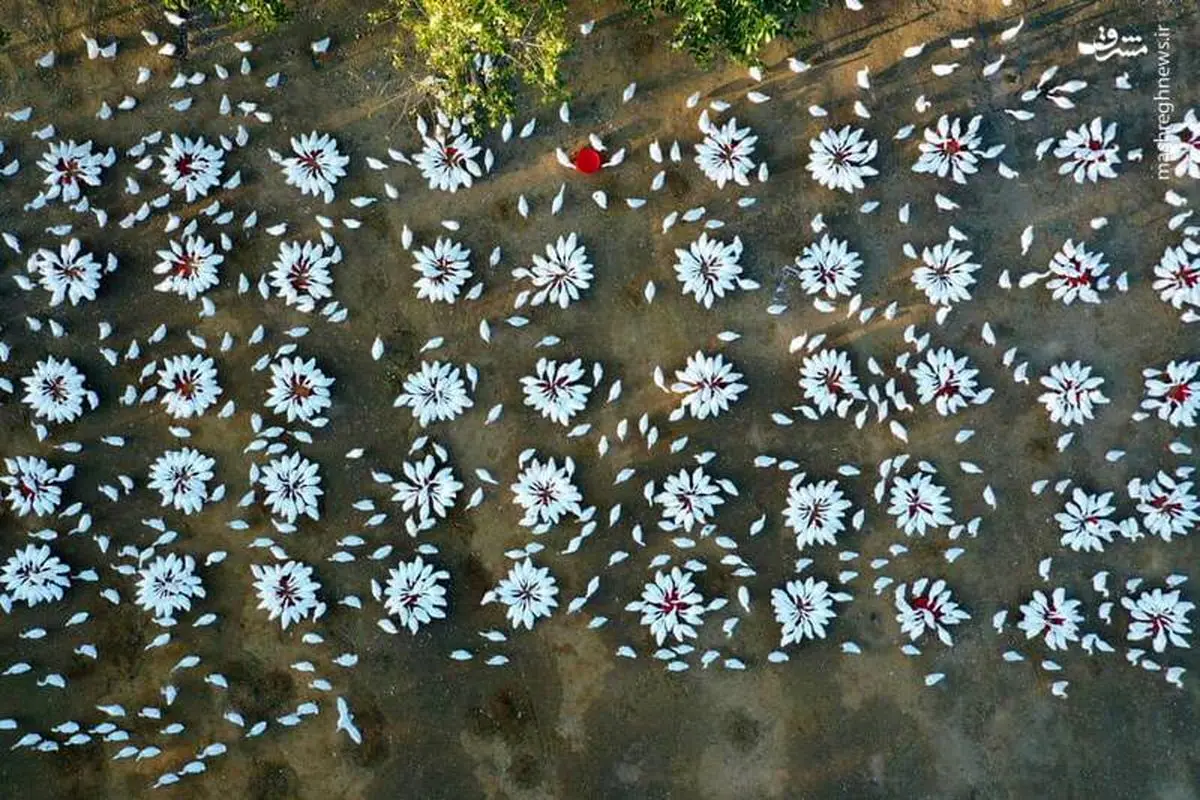 تصویر هوایی جالب از مزرعه پرورش غاز