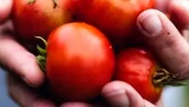 بهبود کیفیت اسپرم با گوجه فرنگی